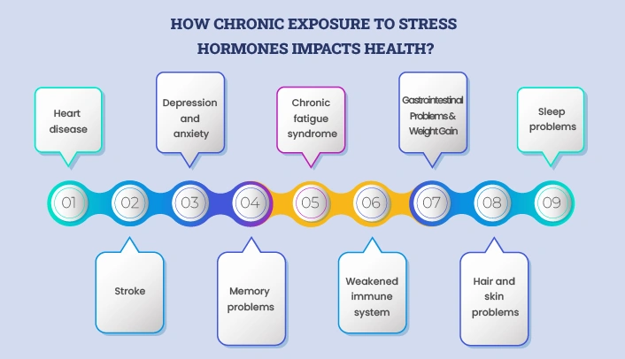 explaining how chronic exposure to stress hormones negatively impacts overall health