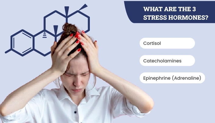 listing the 3 main stress hormones and their roles in the body